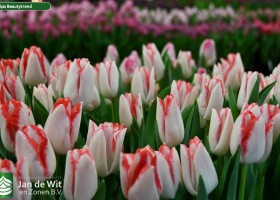 Tulipa Beautytrend (3)