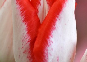 Tulipa Beautytrend (4)