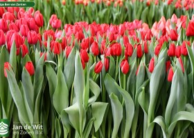 Tulipa Ben van Zanten (2)