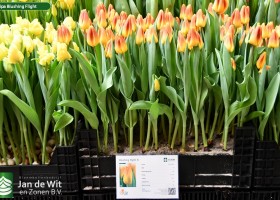 Tulipa Blushing Flight (1)