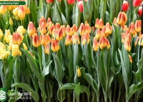 Tulipa Blushing Flight (2)