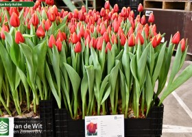 Tulipa Body Builder (1)