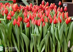 Tulipa Body Builder (2)