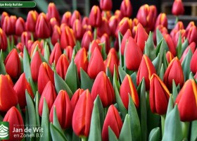Tulipa Body Builder (3)