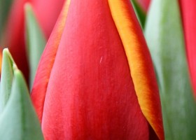 Tulipa Body Builder (4)