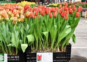 Tulipa Bourbon Street (1)