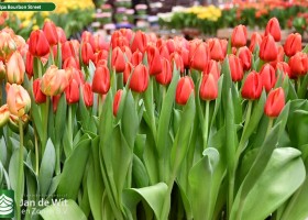 Tulipa Bourbon Street (2)