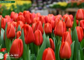 Tulipa Bourbon Street (3)