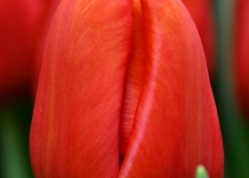 Tulipa Bourbon Street (4)