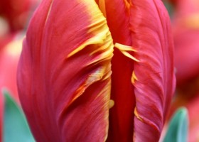 Tulipa Bright Parrot (4)