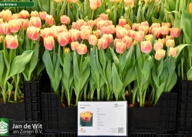 Tulipa Brisbane (1)