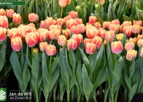 Tulipa Brisbane (2)