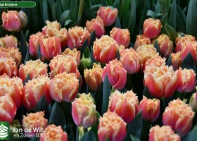 Tulipa Brisbane (3)