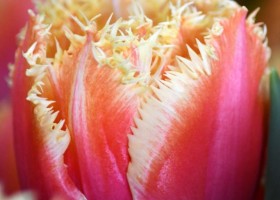 Tulipa Brisbane (4)
