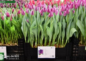 Tulipa Bullit (1)