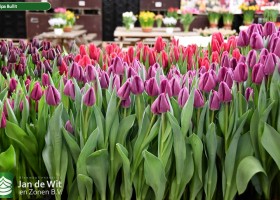 Tulipa Bullit (2)