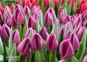 Tulipa Bullit (3)