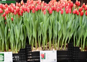 Tulipa Buster (1)
