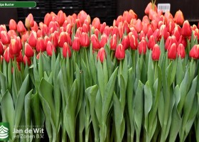 Tulipa Buster (2)