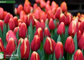 Tulipa Buster (3)