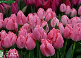 Tulipa Cacharel (3)