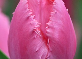Tulipa Cacharel (4)