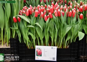 Tulipa Canasta (1)