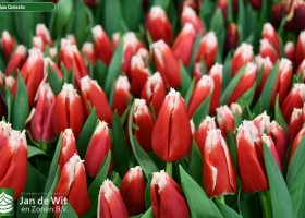 Tulipa Canasta (3)