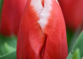 Tulipa Canasta (4)