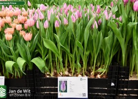 Tulipa Candy Prince (1)
