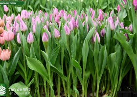 Tulipa Candy Prince (2)