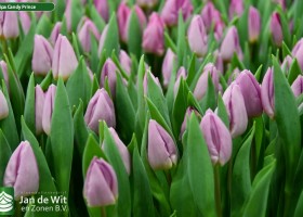 Tulipa Candy Prince (3)