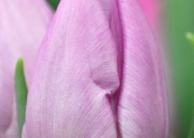 Tulipa Candy Prince (4)