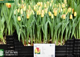 Tulipa Cape Town (1)