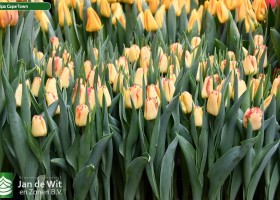 Tulipa Cape Town (2)