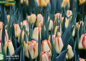 Tulipa Cape Town (3)
