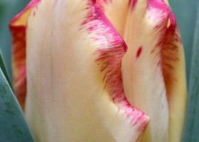 Tulipa Cape Town (4)