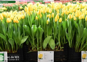 Tulipa Caractere (1)