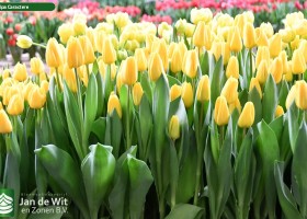 Tulipa Caractere (2)