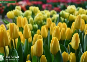 Tulipa Caractere (3)