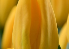 Tulipa Caractere (4)