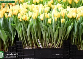 Tulipa Caribbean Parrot (1)