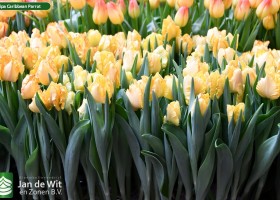 Tulipa Caribbean Parrot (2)