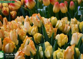 Tulipa Caribbean Parrot (3)