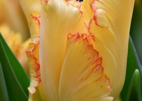 Tulipa Caribbean Parrot (4)