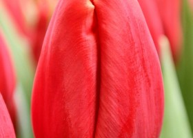Tulipa Cartago (4)