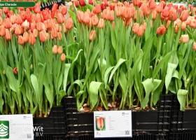 Tulipa Charade (1)