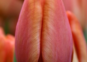 Tulipa Charade (4)