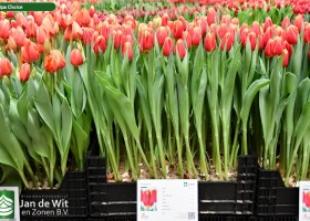 Tulipa Choice (1)