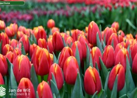 Tulipa Choice (3)